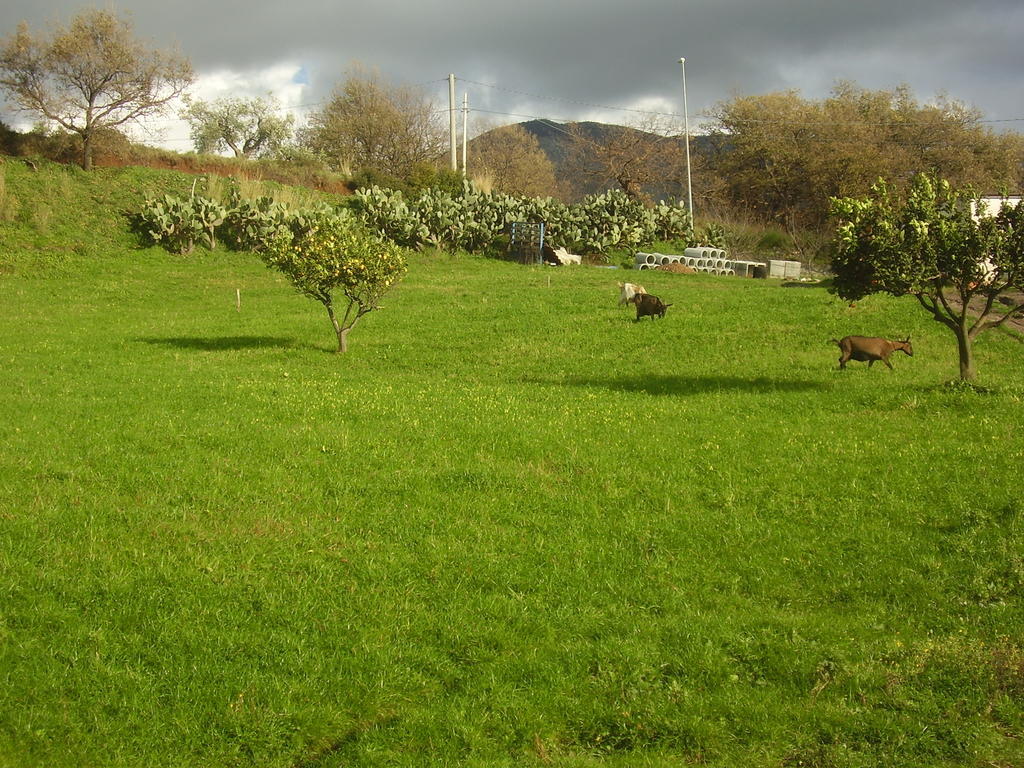 Agritursmo Montesalerno Villa Diamante Esterno foto